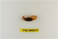 藏品(乳白南方招潮蟹)的圖片